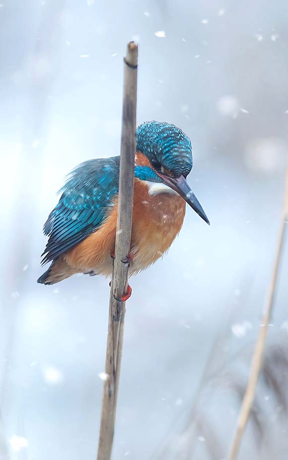 For Christmas and New Year's Day, at least, we will take a b